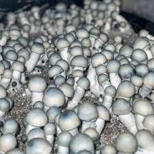 Albino Penis Envy Spore Syringe