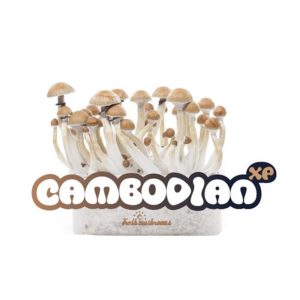 Grow Kit Cambodian